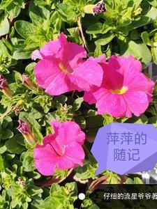 萍萍什么